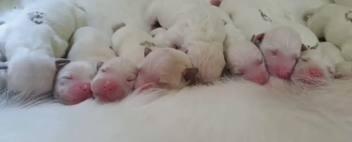 Scuola cani guida di Scandicci: nati 11 cuccioli, scatta la ricerca di famiglie affidatarie