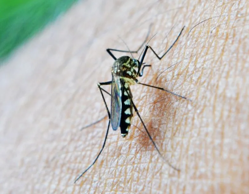 West Nile Virus in Toscana: scattano le misure di prevenzione in 7 comuni