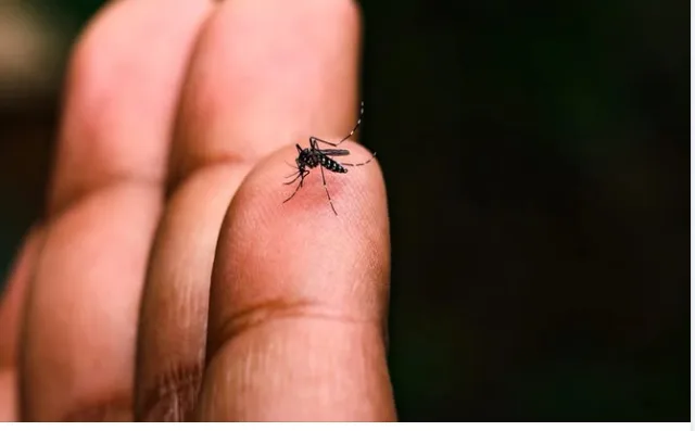 Caso di Dengue a Montespertoli: scatta l'ordinanza del Sindaco per la disinfestazione urgente
