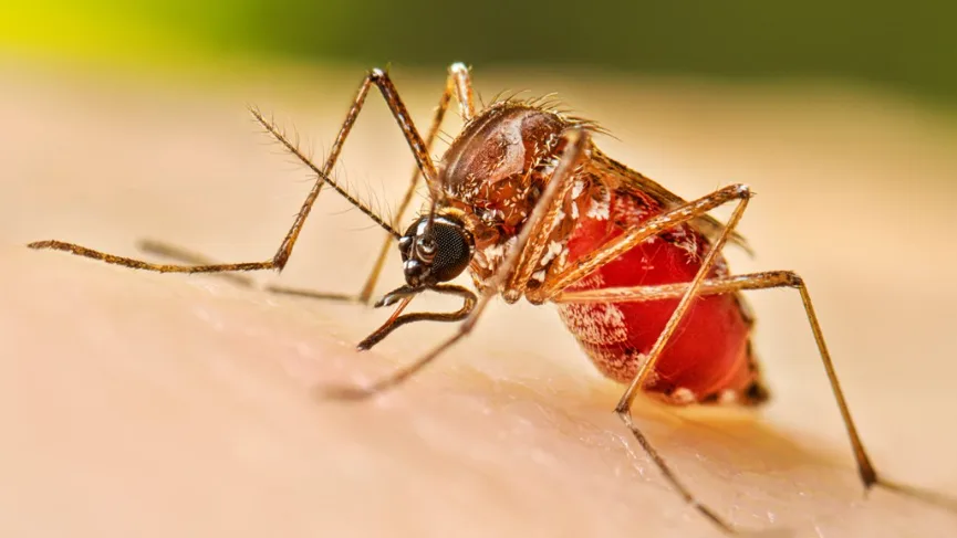 Caso di Dengue a Empoli: ordinanza di disinfestazione in via Piovola. Ausl: «Rischio basso»
