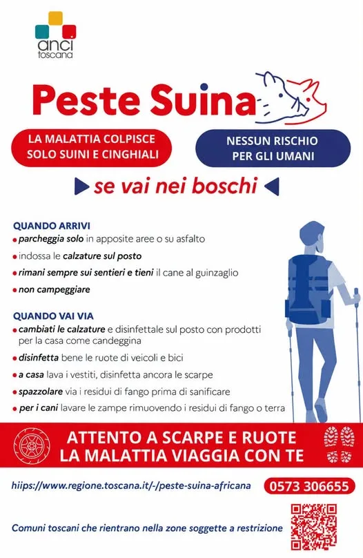 Peste suina africana: dal Comune di Colle di Val d’Elsa le misure utili per contrastarne la diffusione