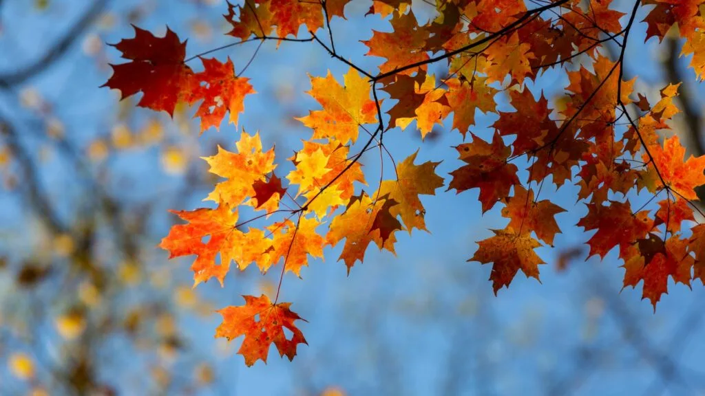 Autunno al via, ecco quando cade l’equinozio e cosa significa