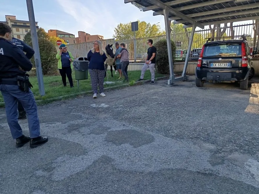 Cavallo in fuga per le strade di Poggibonsi, intervengono polizia, carabinieri e Anpana