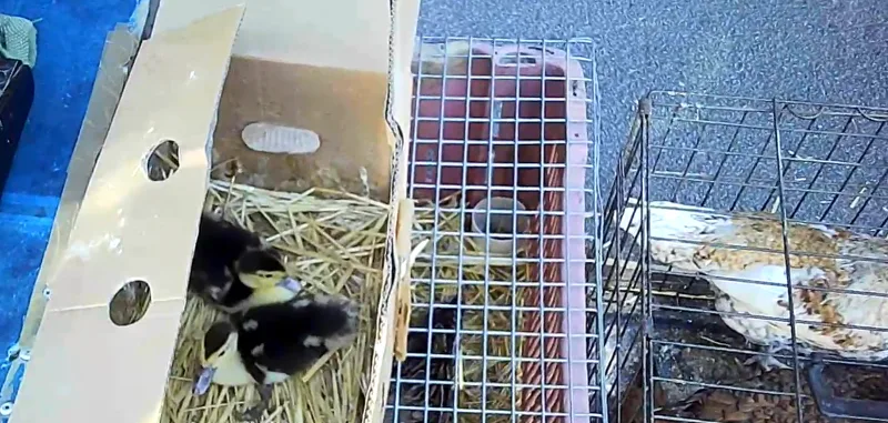 Animali nei mercati, inchiesta Rai 3 e Zoout: «Condizioni gravi ad Arezzo, la Regione Toscana vieti la vendita»