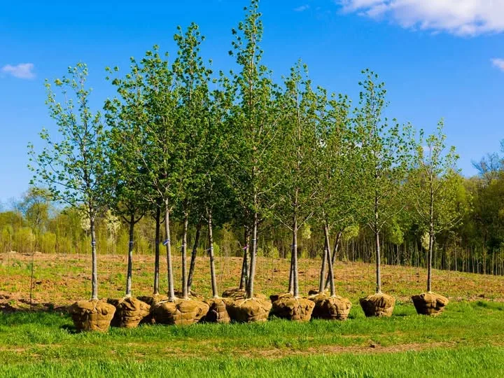 Certaldo punta sul verde: almeno 209 nuove alberature in 15 aree del territorio