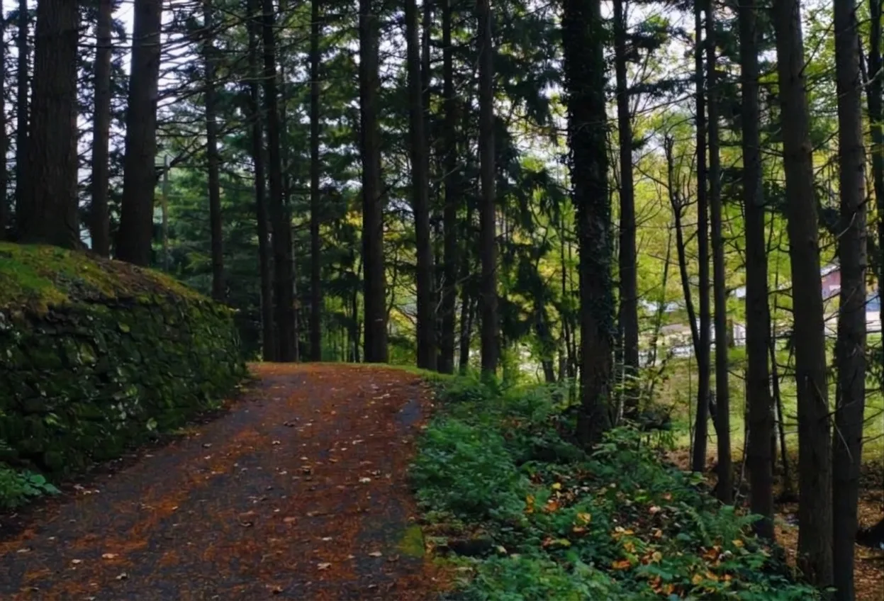 Legacoop Agroalimentare lancia lo “Sportello Foresta Cooperativa”: un aiuto per chi vuole fare impresa nel bosco