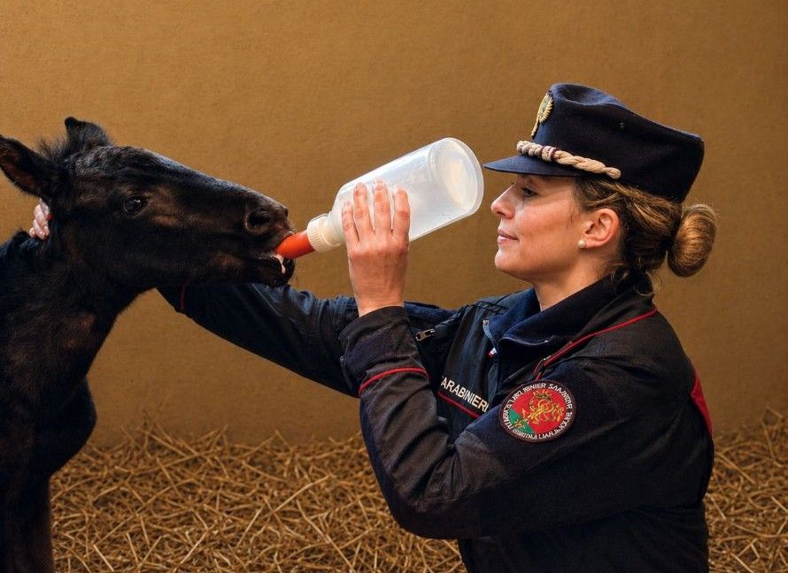 Nata Verbena, la prima puledra di cavallino di Monterufoli salvata dai Carabinieri