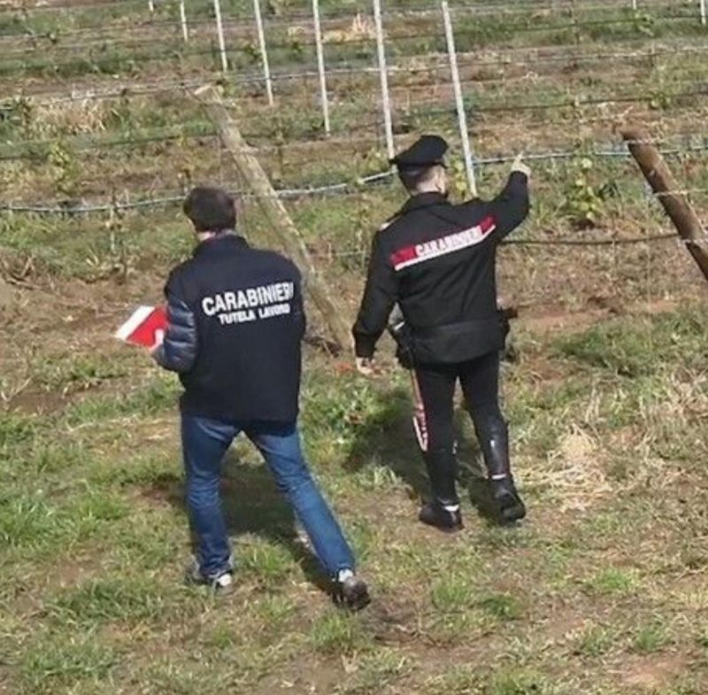 Greve, sospesa ditta per lavoro nero in agricoltura