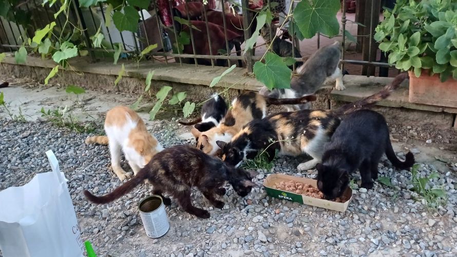 Gatti abbandonati sulla ciclabile Colle-Poggibonsi: scatta l'esposto alla Procura per quaranta felini a rischio