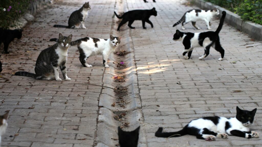 Giornata del gatto, Legambiente: “Sempre meno gattili, oasi feline e veterinari Asl”