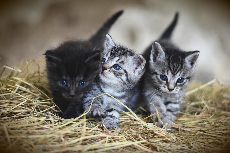L’8 agosto è la giornata mondiale del gatto: 5 comportamenti felini e il loro significato