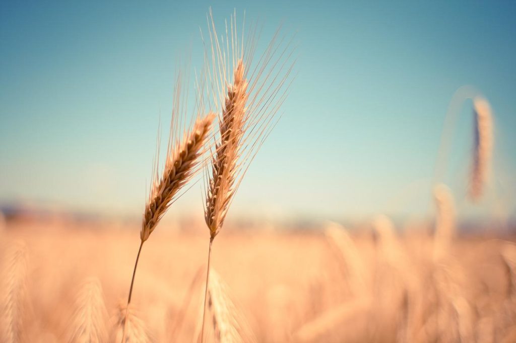 In Ucraina bloccati 22 milioni di tonnellate di grano, il rischio di una crisi alimentare nel mondo