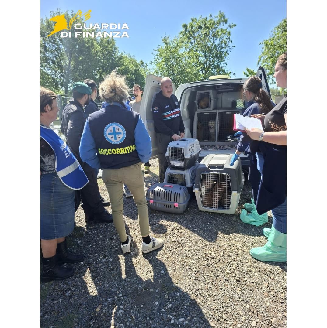 Cani venduti a 2.800 euro, ma tenuti tra lamiere e sporcizia: sequestrato allevamento a Castelfranco di Sotto