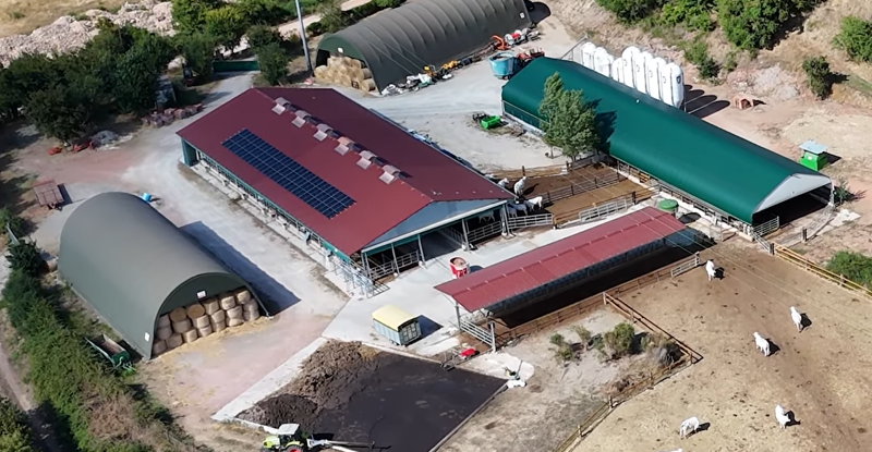 Foiano: Storie di moderni contadini: Fierli, i “Giganti” della Chianina
