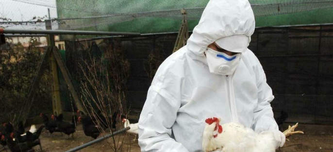 Caso di influenza aviaria in un allevamento a Campi Bisenzio.  Soppressi mille volatili in circa 12 ore