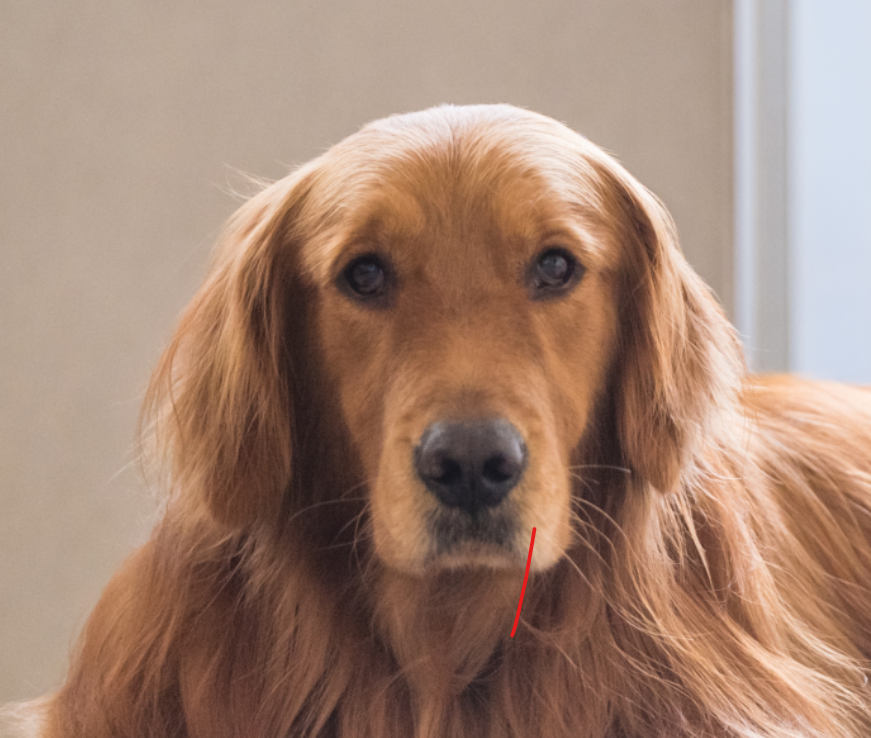 Ultimo viaggio insieme: a Montepulciano le ceneri degli animali potranno riposare con i proprietari