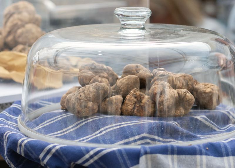   “A Spasso lungo le rotte del Tartufo Bianco di San Miniato”