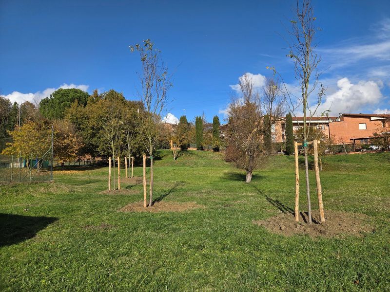 Siena celebra la Giornata nazionale degli alberi  con interventi concreti per il verde della città