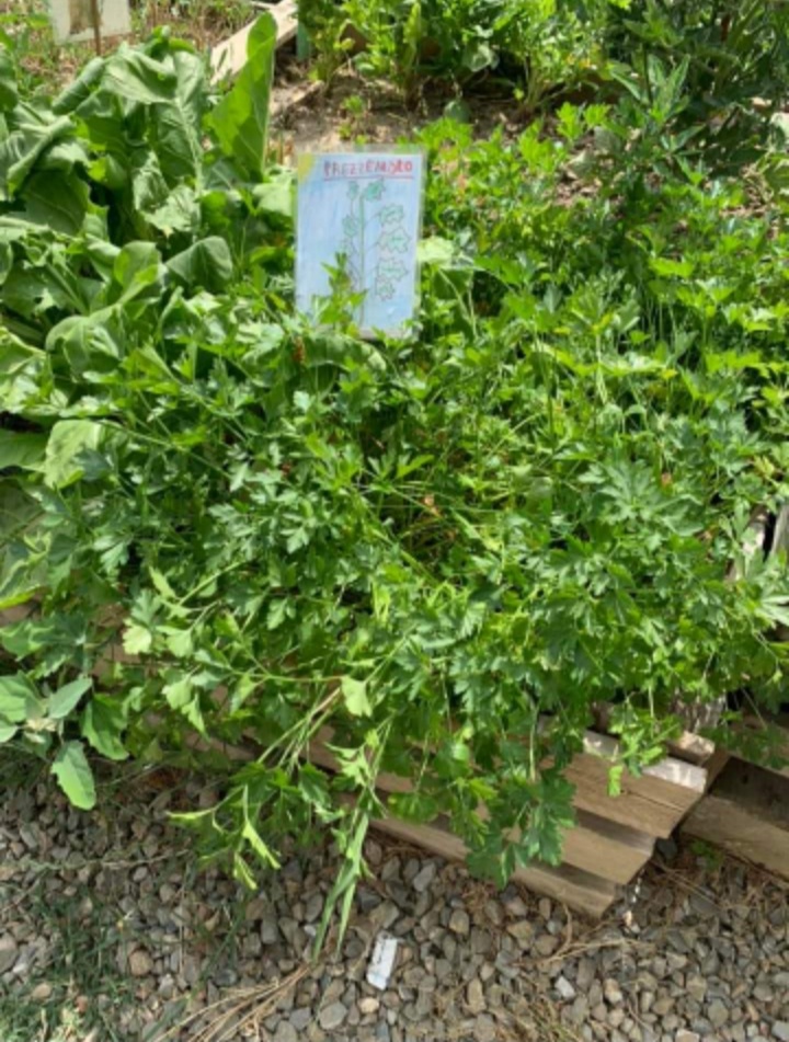 Castelfiorentino, “Orto in cassetta”, il tempo del raccolto da parte dei “piccoli agricoltori