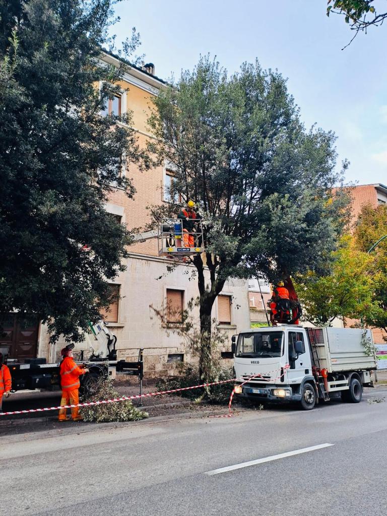 Siena, potature di alberi in zona ospedale, via delle Province e San Prospero