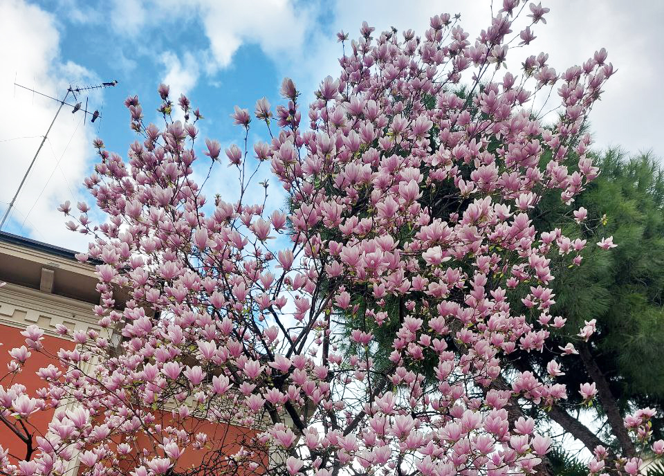 Comincia la primavera, ecco quando sarà l’equinozio