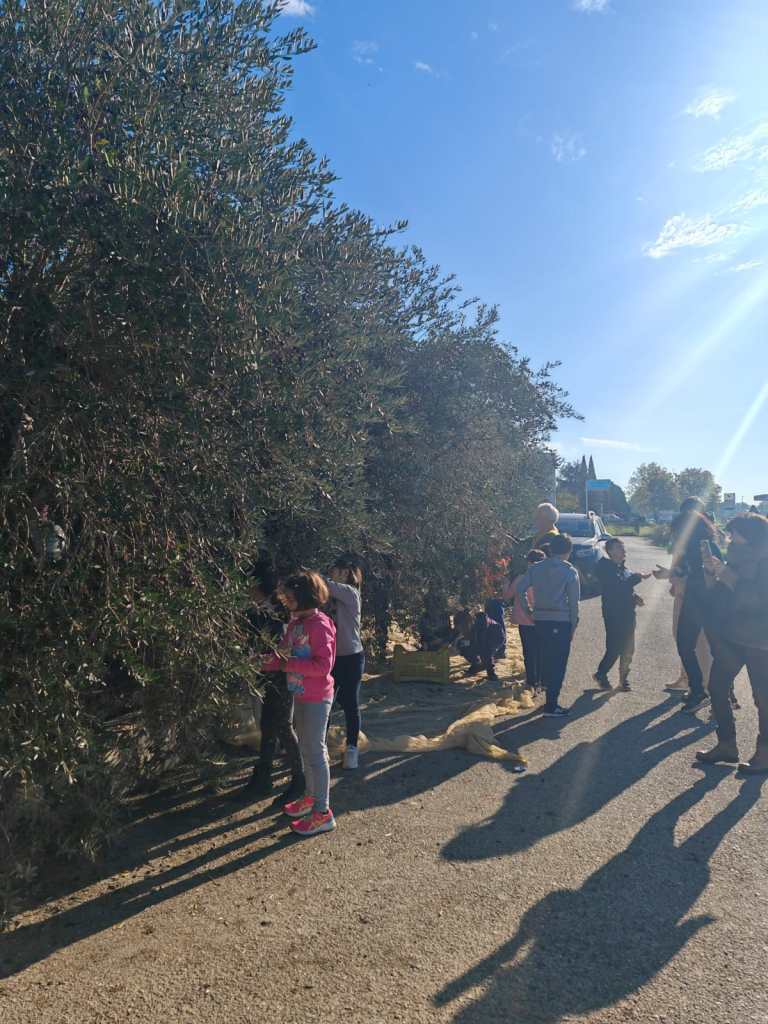 “Orto in cassetta”, per i “piccoli agricoltori” è il momento della raccolta delle olive