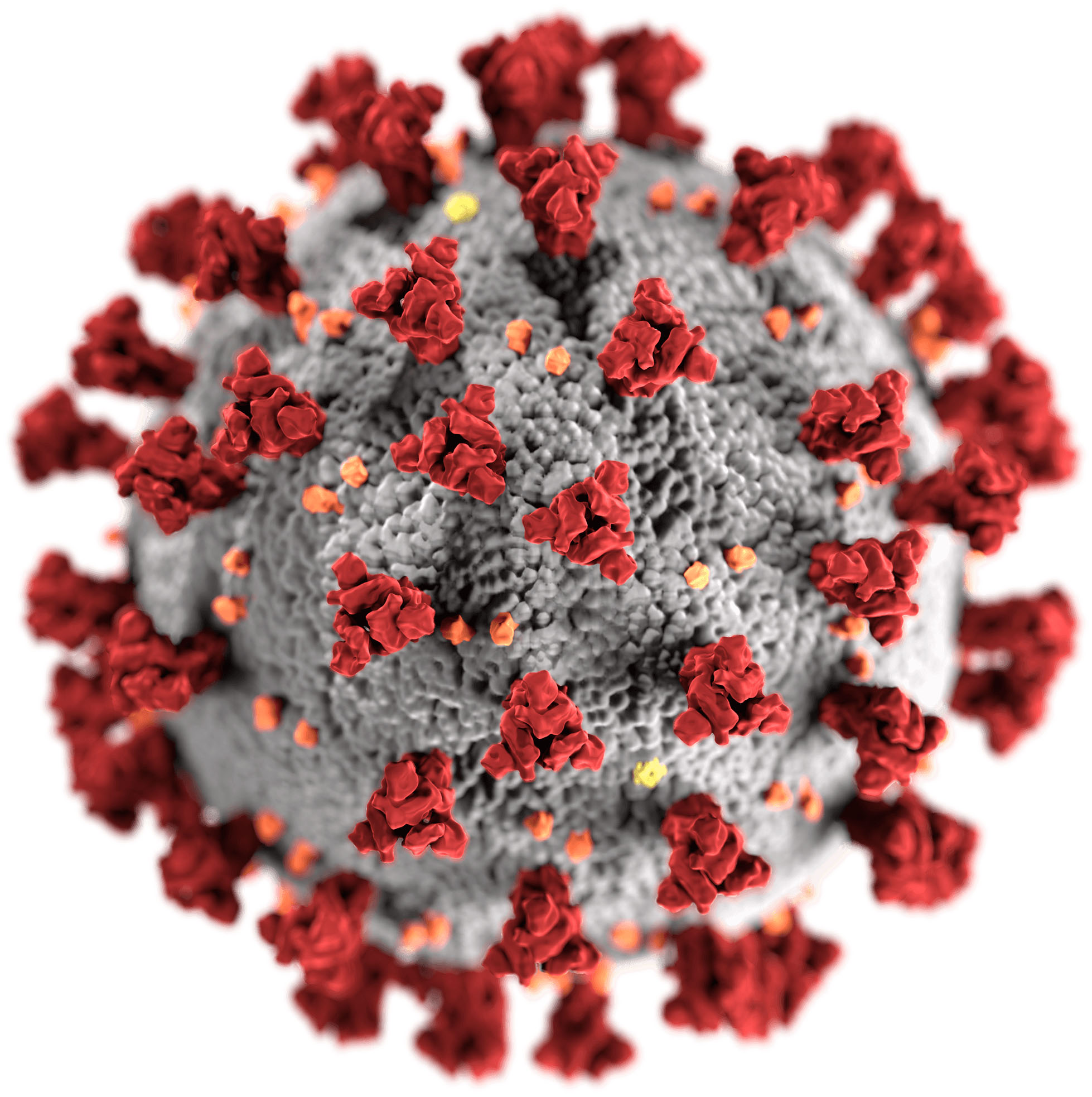 Lo studio, come il Covid -19 abbatte il sistema immunitario