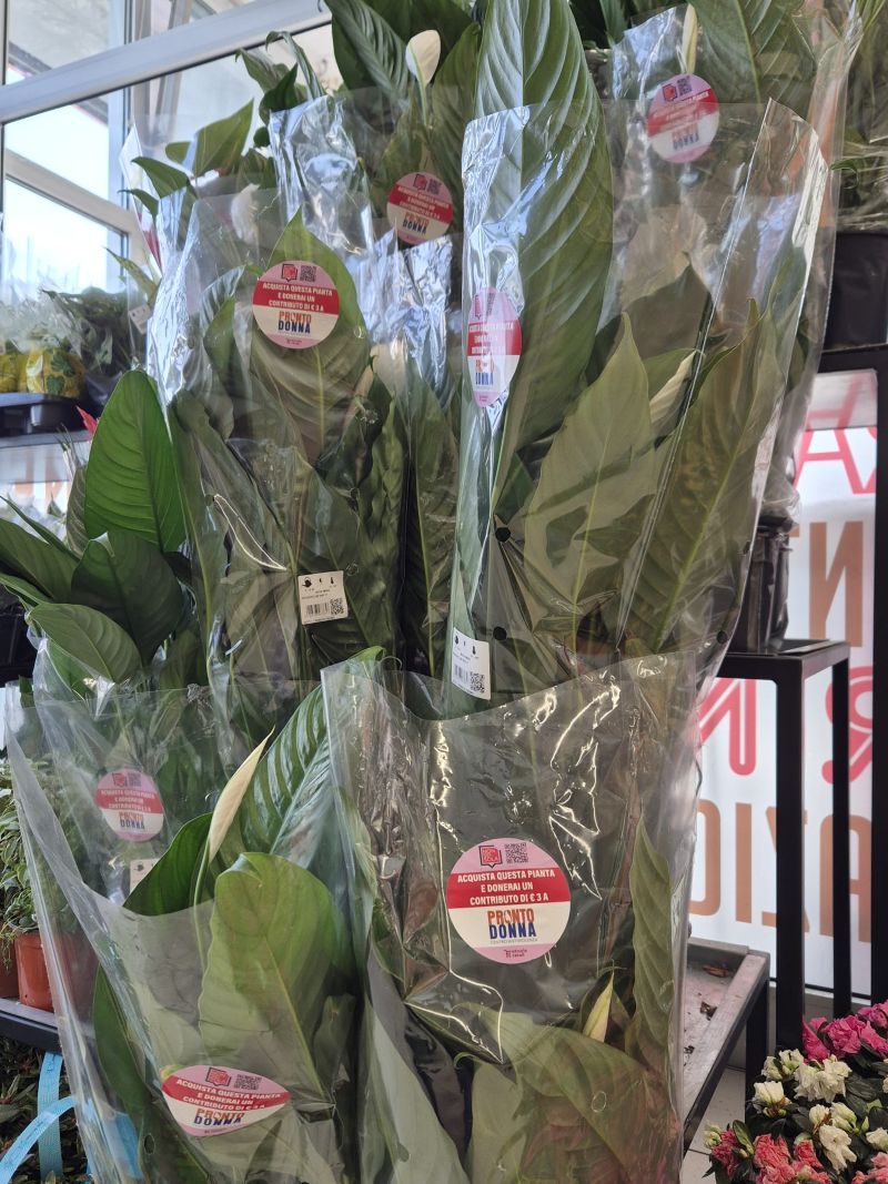 Una pianta per le donne: Etruria Retail al fianco di Pronto Donna Arezzo