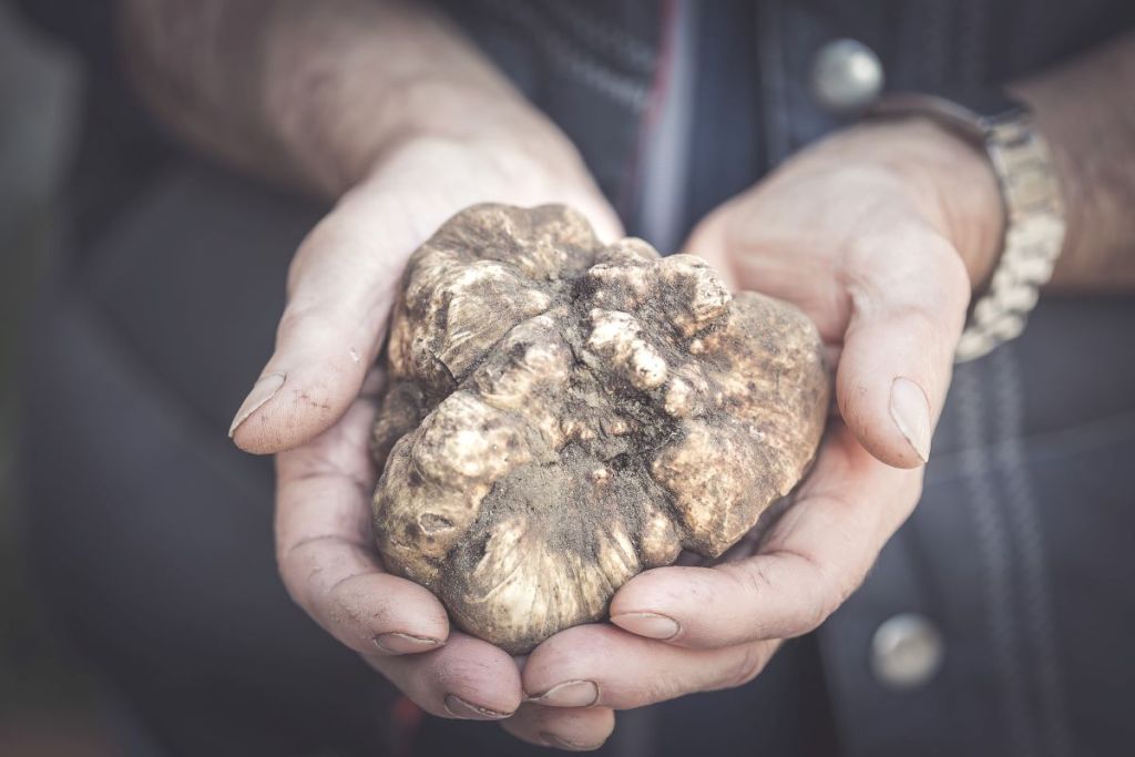 Tartufo bianco da assaggiare nelle Crete Senesi