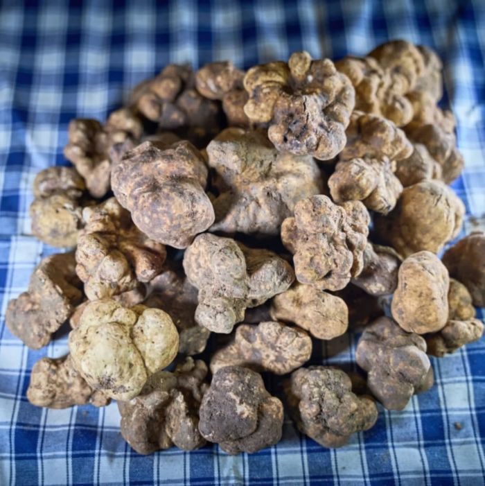 Eccellenza e tradizione: il Tartufo Bianco torna protagonista a San Giovanni d'Asso