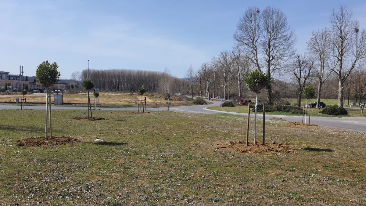 Oltre 80 alberi piantati lungo le vie di Poggibonsi