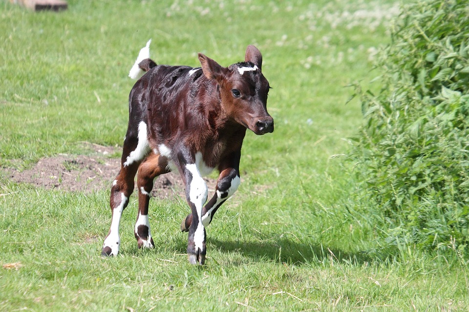In Scozia è nata Hilda, la prima mucca geneticamente modificata per produrre meno metano
