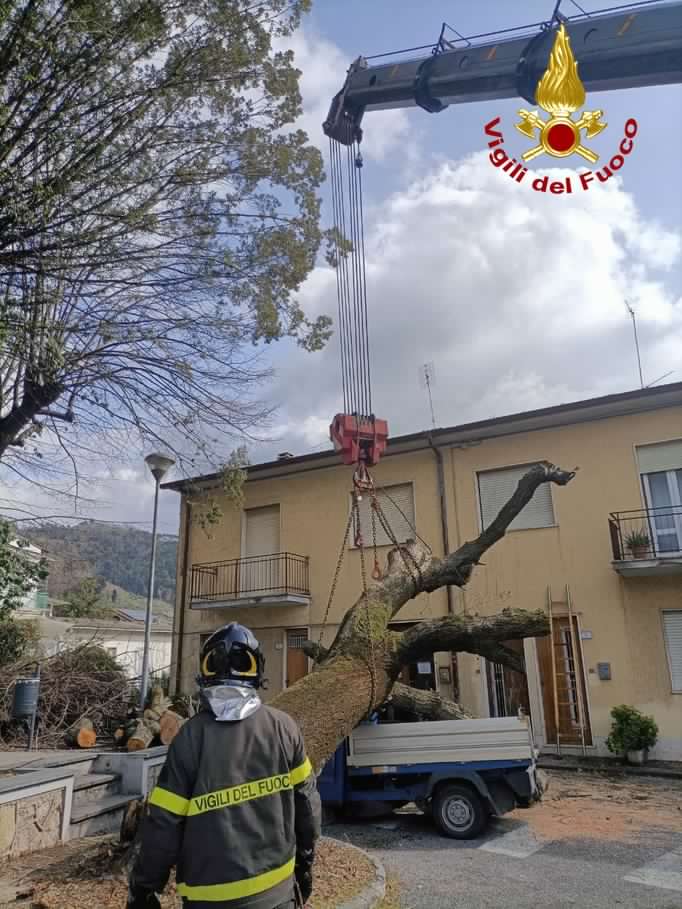 Albero si abbatte su un'Ape a Massarosa