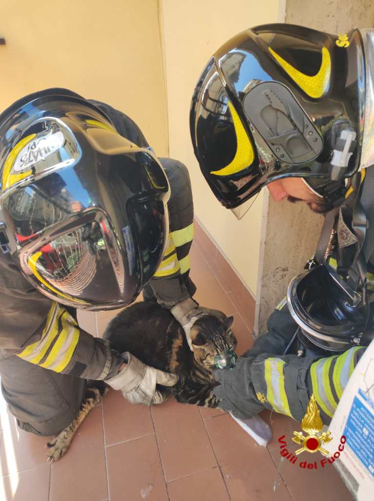 Pentola lasciata sul fuoco, pompieri salvano gatto