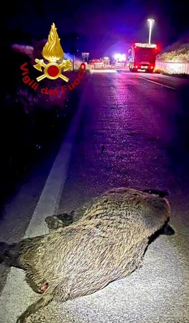 Scontro con un cinghiale, auto distrutta