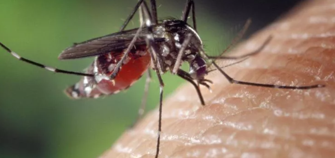 Allarme West Nile Virus a Chianciano Terme: avvio di indagini e sopralluoghi