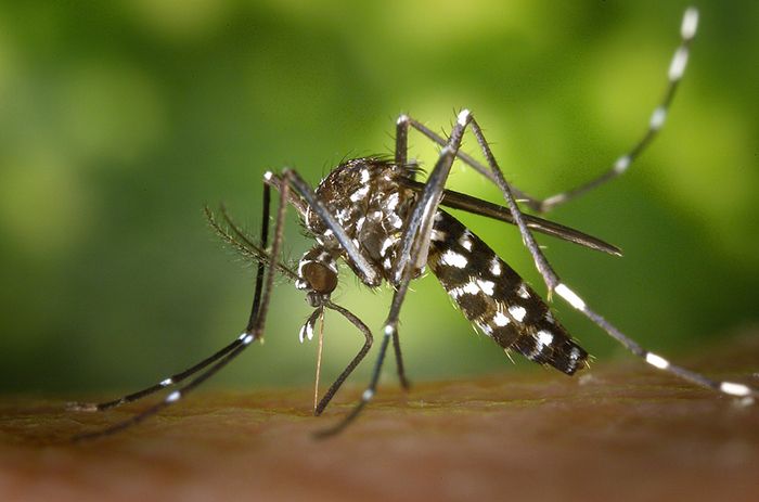 Donna con infezione da West Nile ricoverata ad Arezzo: il contagio è avvenuto fuori dalla Toscana