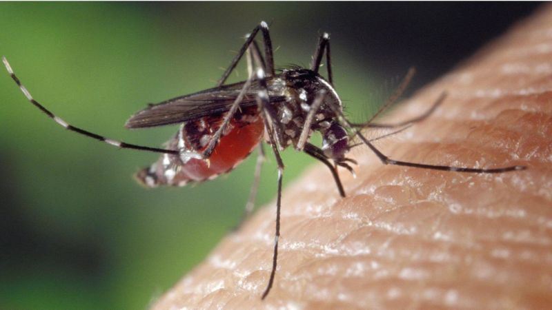 Primo caso autoctono di West Nile Virus nel territorio della Asl Toscana sud est
